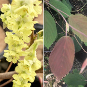 - Corylopsis sinensis 'Spring Purple' Lavender Chinese Winter Hazel - Mr Maple │ Buy Japanese Maple Trees
