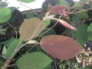 - Corylopsis sinensis 'Spring Purple' Lavender Chinese Winter Hazel - Mr Maple │ Buy Japanese Maple Trees