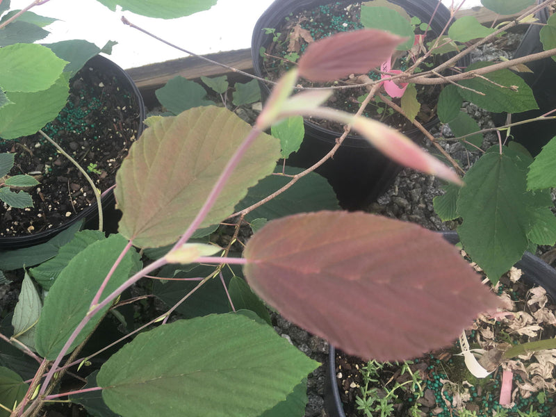 - Corylopsis sinensis 'Spring Purple' Lavender Chinese Winter Hazel - Mr Maple │ Buy Japanese Maple Trees