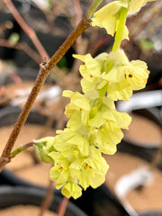 - Corylopsis sinensis 'Spring Purple' Lavender Chinese Winter Hazel - Mr Maple │ Buy Japanese Maple Trees