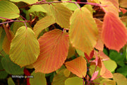 - Corylopsis sinensis 'Spring Purple' Lavender Chinese Winter Hazel - Mr Maple │ Buy Japanese Maple Trees
