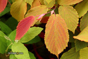 - Corylopsis sinensis 'Spring Purple' Lavender Chinese Winter Hazel - Mr Maple │ Buy Japanese Maple Trees