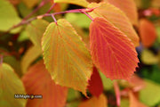 - Corylopsis sinensis 'Spring Purple' Lavender Chinese Winter Hazel - Mr Maple │ Buy Japanese Maple Trees