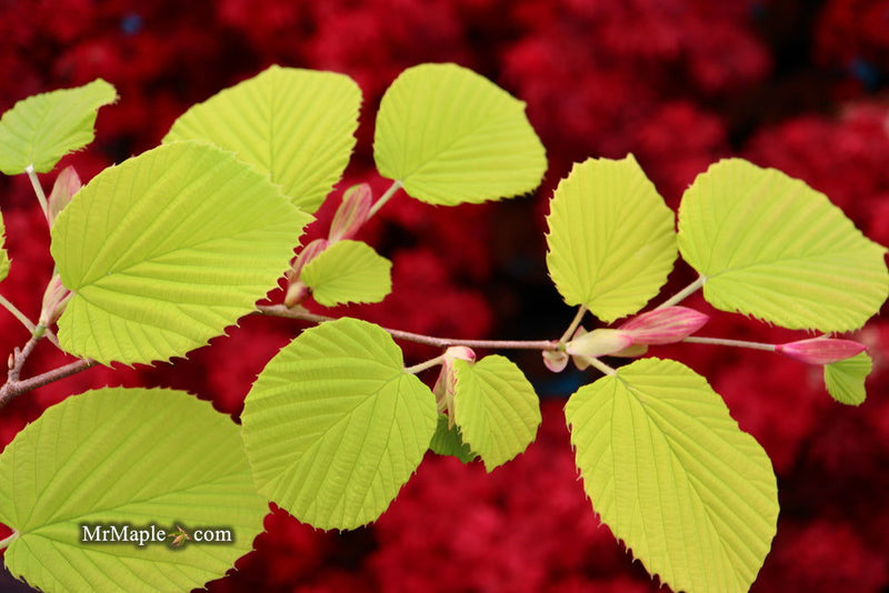 - Corylopsis spicata 'Golden Spring' Aurea Winter Hazel - Mr Maple │ Buy Japanese Maple Trees