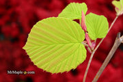 - Corylopsis spicata 'Golden Spring' Aurea Winter Hazel - Mr Maple │ Buy Japanese Maple Trees