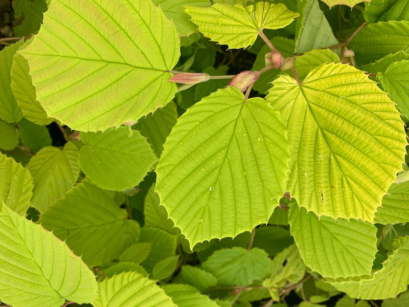 - Corylopsis spicata 'Golden Spring' Aurea Winter Hazel - Mr Maple │ Buy Japanese Maple Trees