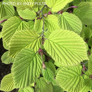 - Corylopsis spicata 'Golden Spring' Aurea Winter Hazel - Mr Maple │ Buy Japanese Maple Trees