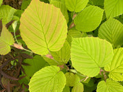 - Corylopsis spicata 'Golden Spring' Aurea Winter Hazel - Mr Maple │ Buy Japanese Maple Trees