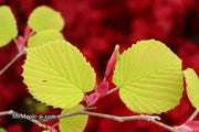 - Corylopsis spicata 'Golden Spring' Aurea Winter Hazel - Mr Maple │ Buy Japanese Maple Trees