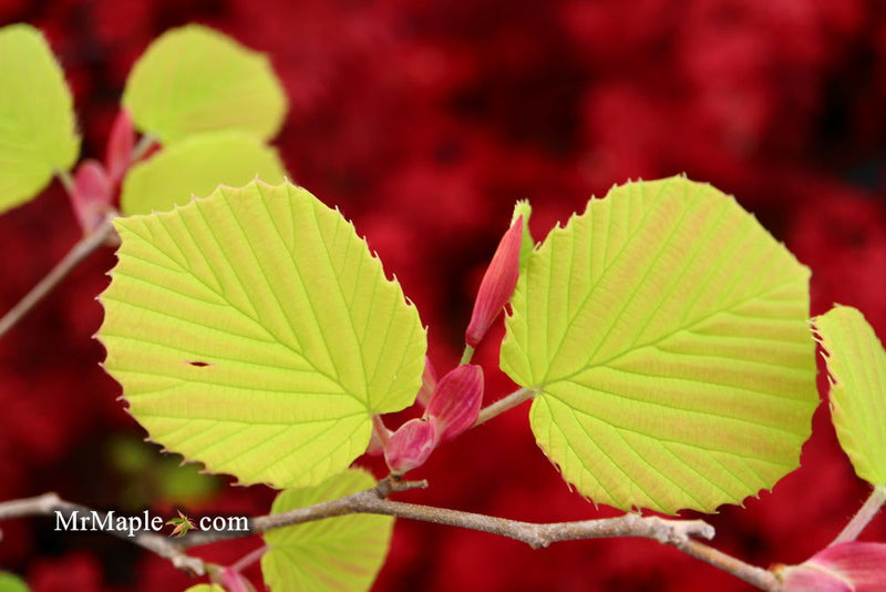 - Corylopsis spicata 'Golden Spring' Aurea Winter Hazel - Mr Maple │ Buy Japanese Maple Trees