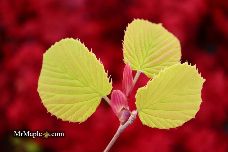 - Corylopsis spicata 'Golden Spring' Aurea Winter Hazel - Mr Maple │ Buy Japanese Maple Trees