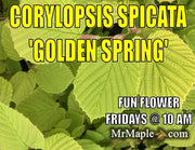 - Corylopsis spicata 'Golden Spring' Aurea Winter Hazel - Mr Maple │ Buy Japanese Maple Trees