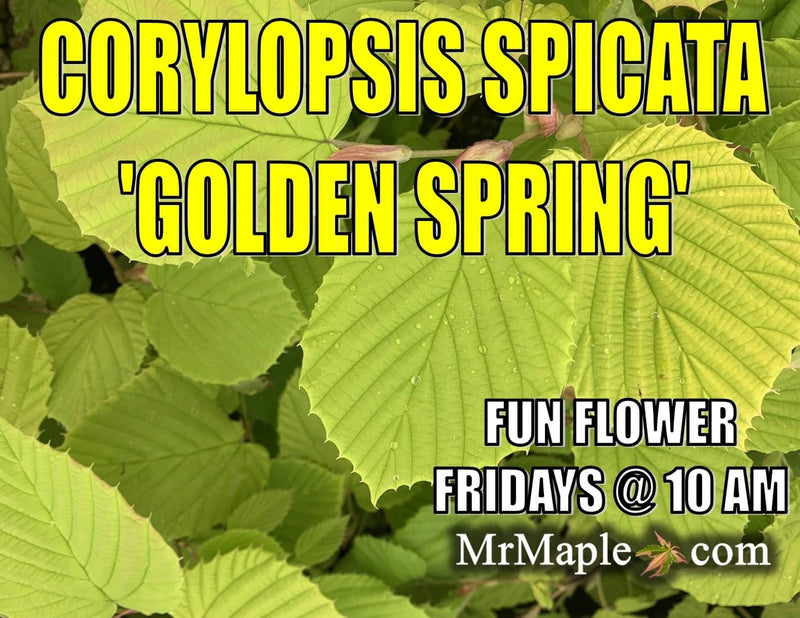 - Corylopsis spicata 'Golden Spring' Aurea Winter Hazel - Mr Maple │ Buy Japanese Maple Trees