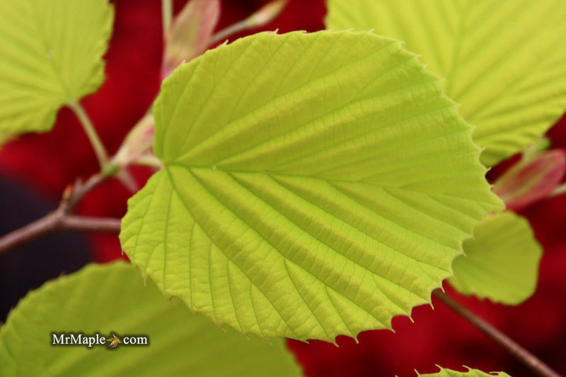- Corylopsis spicata 'Golden Spring' Aurea Winter Hazel - Mr Maple │ Buy Japanese Maple Trees