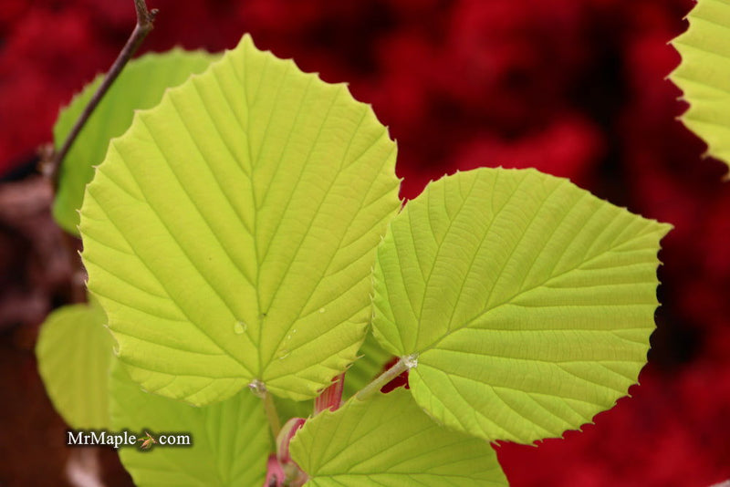 - Corylopsis spicata 'Golden Spring' Aurea Winter Hazel - Mr Maple │ Buy Japanese Maple Trees