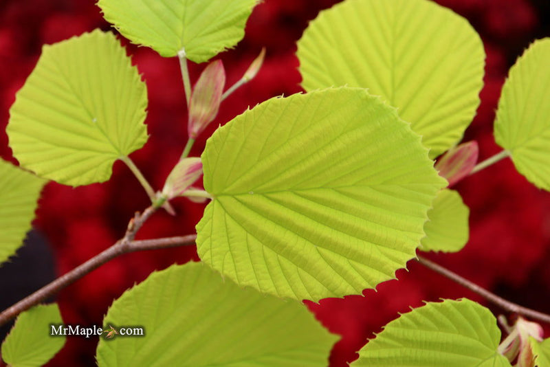 - Corylopsis spicata 'Golden Spring' Aurea Winter Hazel - Mr Maple │ Buy Japanese Maple Trees