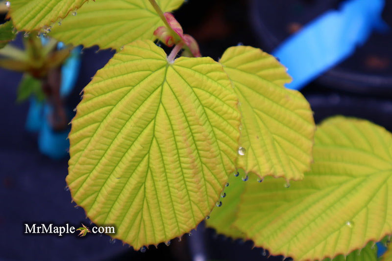 - Corylopsis spicata 'Golden Spring' Aurea Winter Hazel - Mr Maple │ Buy Japanese Maple Trees