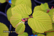 - Corylopsis spicata 'Golden Spring' Aurea Winter Hazel - Mr Maple │ Buy Japanese Maple Trees