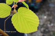 - Corylopsis spicata 'Golden Spring' Aurea Winter Hazel - Mr Maple │ Buy Japanese Maple Trees
