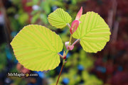 - Corylopsis spicata 'Golden Spring' Aurea Winter Hazel - Mr Maple │ Buy Japanese Maple Trees