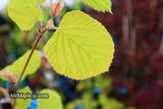 - Corylopsis spicata 'Golden Spring' Aurea Winter Hazel - Mr Maple │ Buy Japanese Maple Trees