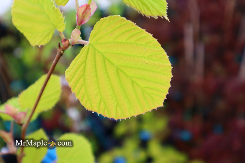- Corylopsis spicata 'Golden Spring' Aurea Winter Hazel - Mr Maple │ Buy Japanese Maple Trees