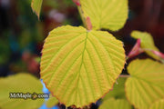 - Corylopsis spicata 'Golden Spring' Aurea Winter Hazel - Mr Maple │ Buy Japanese Maple Trees