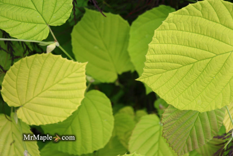 - Corylopsis spicata 'Golden Spring' Aurea Winter Hazel - Mr Maple │ Buy Japanese Maple Trees