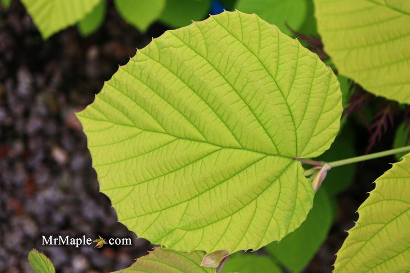 - Corylopsis spicata 'Golden Spring' Aurea Winter Hazel - Mr Maple │ Buy Japanese Maple Trees