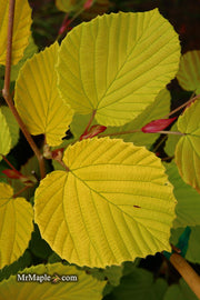 - Corylopsis spicata 'Golden Spring' Aurea Winter Hazel - Mr Maple │ Buy Japanese Maple Trees