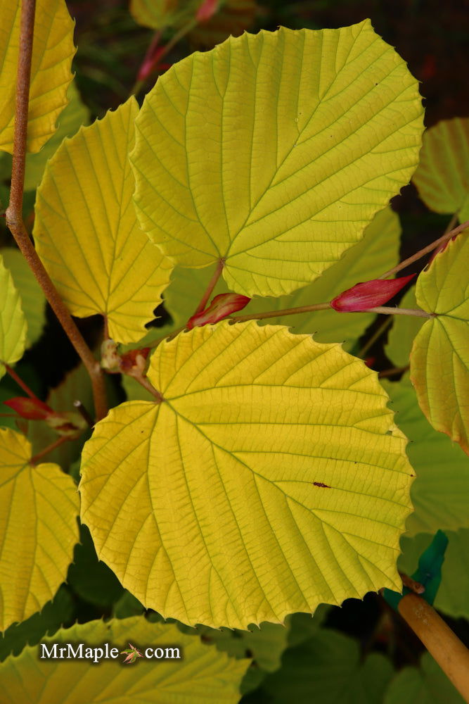 - Corylopsis spicata 'Golden Spring' Aurea Winter Hazel - Mr Maple │ Buy Japanese Maple Trees
