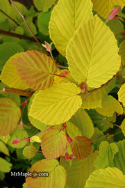 - Corylopsis spicata 'Golden Spring' Aurea Winter Hazel - Mr Maple │ Buy Japanese Maple Trees