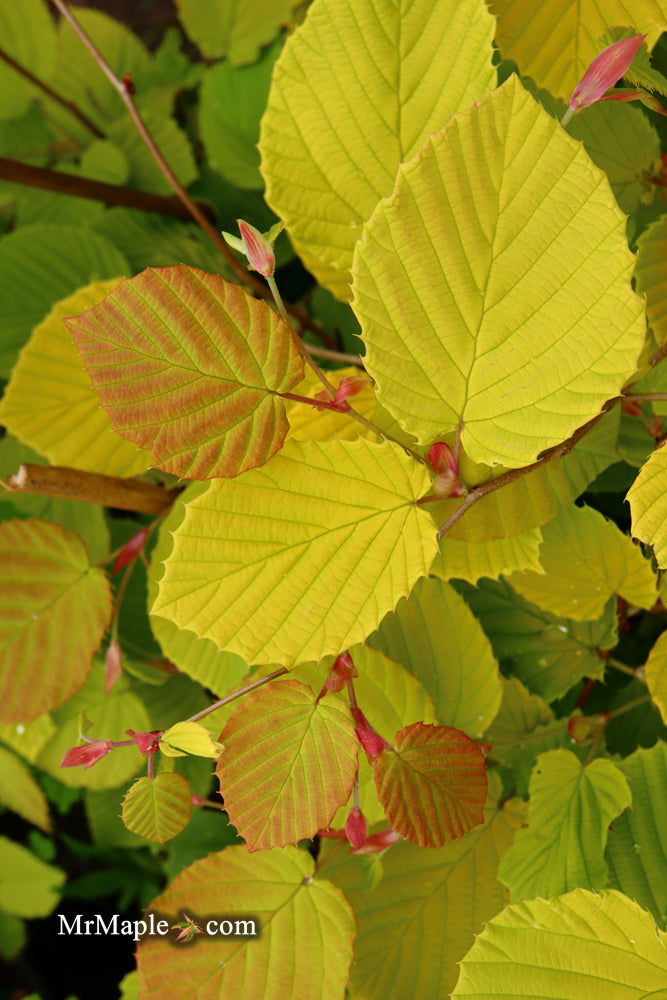 - Corylopsis spicata 'Golden Spring' Aurea Winter Hazel - Mr Maple │ Buy Japanese Maple Trees