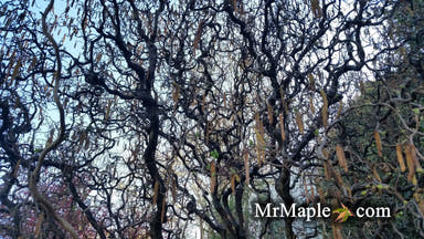 - Corylus avellana 'Contorta' Harry Lauder's Walking Stick Tree - Mr Maple │ Buy Japanese Maple Trees