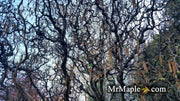 - Corylus avellana 'Contorta' Harry Lauder's Walking Stick Tree - Mr Maple │ Buy Japanese Maple Trees