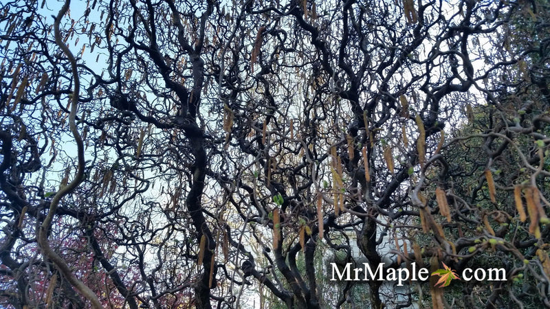 - Corylus avellana 'Contorta' Harry Lauder's Walking Stick Tree - Mr Maple │ Buy Japanese Maple Trees