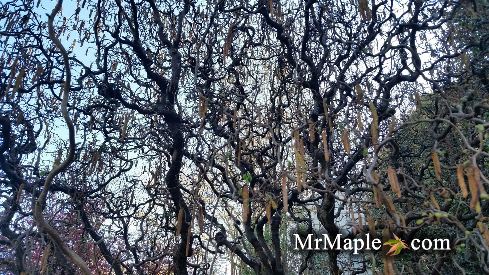 Buy Corylus avellana 'Contorta' Harry Lauder's Walking Stick Tree — Mr ...