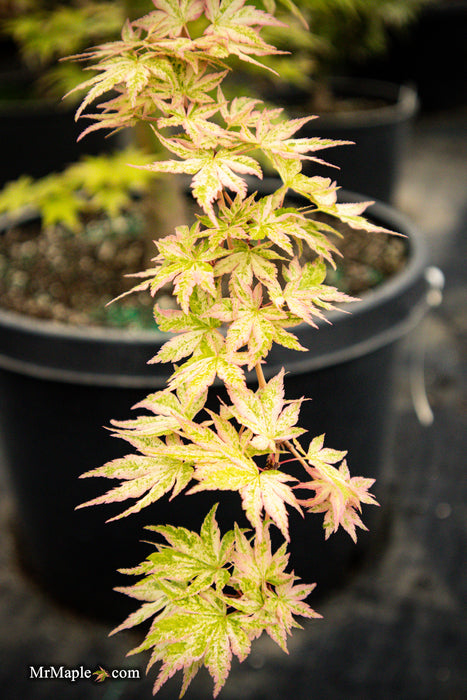 FOR PICK UP ONLY | Acer palmatum 'Cosmos' Japanese Maple | DOES NOT SHIP