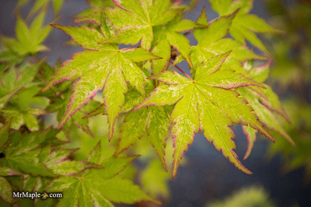 FOR PICK UP ONLY | Acer palmatum 'Cosmos' Japanese Maple | DOES NOT SHIP