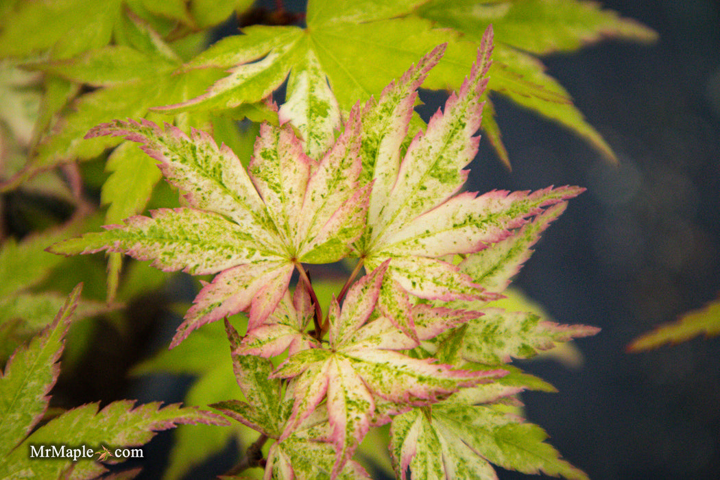 FOR PICK UP ONLY | Acer palmatum 'Cosmos' Japanese Maple | DOES NOT SHIP