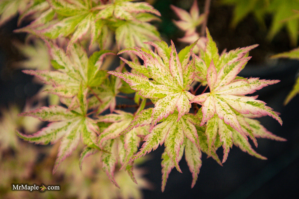 FOR PICK UP ONLY | Acer palmatum 'Cosmos' Japanese Maple | DOES NOT SHIP