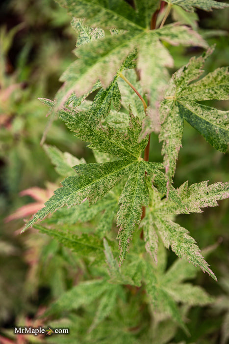 FOR PICK UP ONLY | Acer palmatum 'Cosmos' Japanese Maple | DOES NOT SHIP