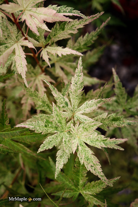 FOR PICK UP ONLY | Acer palmatum 'Cosmos' Japanese Maple | DOES NOT SHIP