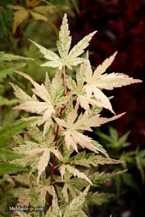 FOR PICK UP ONLY | Acer palmatum 'Cosmos' Japanese Maple | DOES NOT SHIP