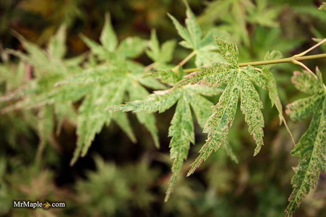 FOR PICK UP ONLY | Acer palmatum 'Cosmos' Japanese Maple | DOES NOT SHIP