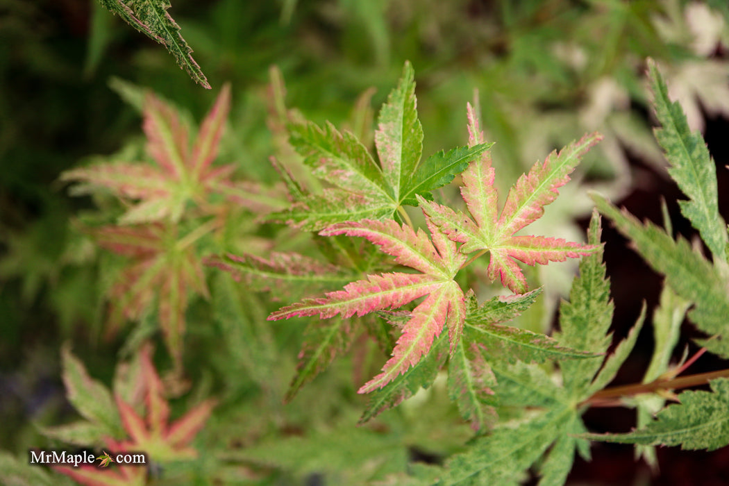 FOR PICK UP ONLY | Acer palmatum 'Cosmos' Japanese Maple | DOES NOT SHIP