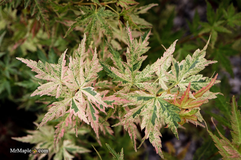 FOR PICK UP ONLY | Acer palmatum 'Cosmos' Japanese Maple | DOES NOT SHIP