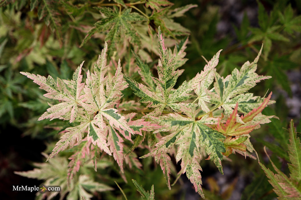 FOR PICK UP ONLY | Acer palmatum 'Cosmos' Japanese Maple | DOES NOT SHIP