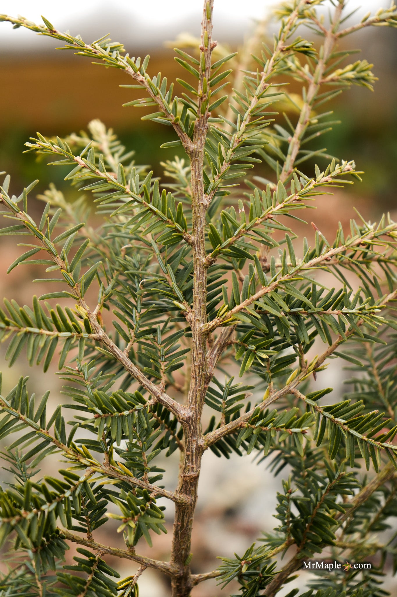 Mr Maple Tsuga canadensis Canadian Hemlock
