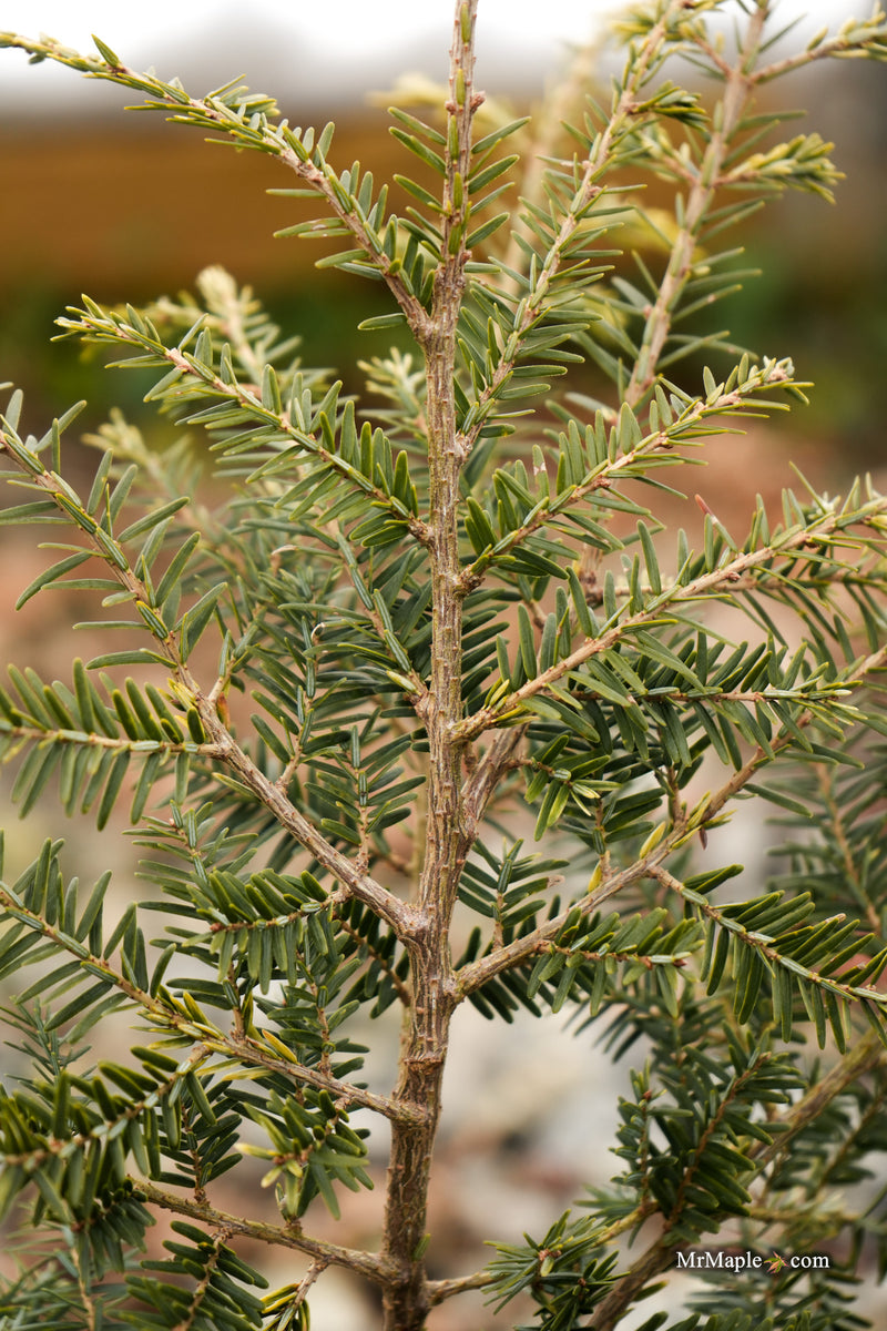Tsuga canadensis 'Creamy' Canadian Hemlock